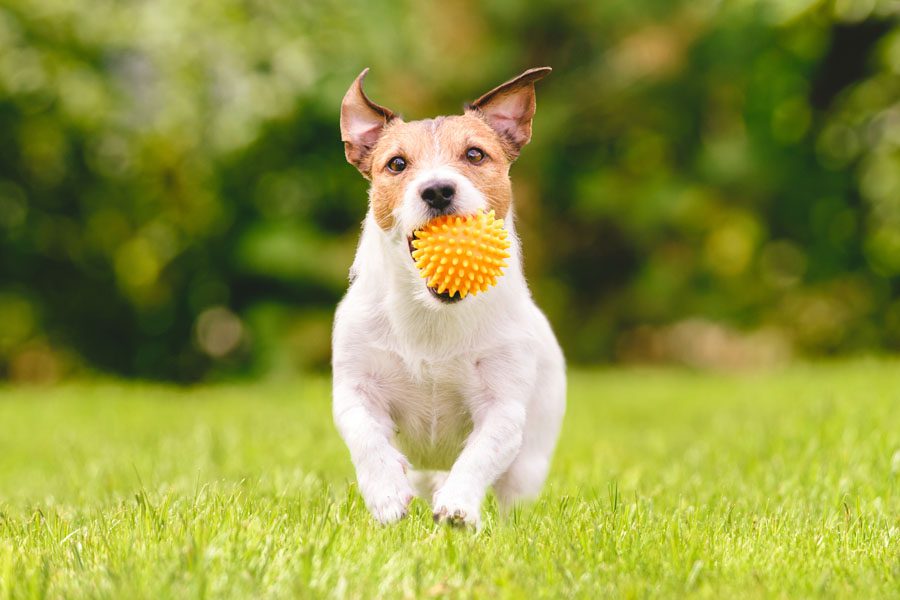 宠物保险-家庭狗跑玩球